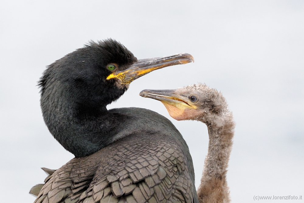36604 Phalacrocorax aristotelis (Marangone dal ciuffo).jpg